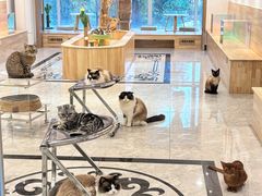 -有猫儿腻咖啡厅.猫咖