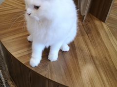 -飞行喵MR PILOT|猫舍·猫咖(静安大融城店)