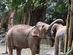 -深圳野生动物园