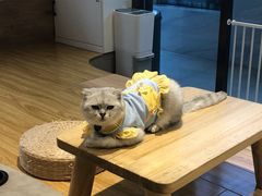 -啵啵喵·猫咖(攀华国际店)