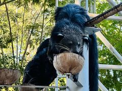 -清迈夜间动物园