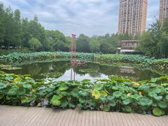 -陈家山荷花公园