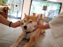 -柴务处·柴犬主题狗咖