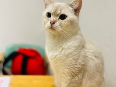 -猫色咖啡·猫咖