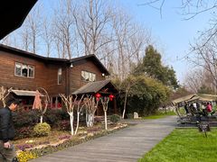 -合肥滨湖国家森林公园