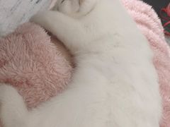 -lincat·猫舍(广州店)