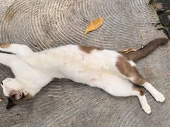 -Limapulo: Baba Can Cook