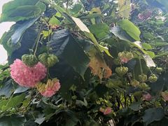 -云溪植物园