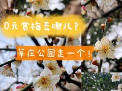 -莘庄公园