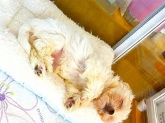 -翊宠yipet猫狗购宠庄园犬舍•猫舍