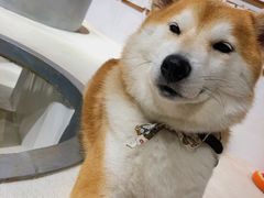 -柴务处·柴犬主题狗咖