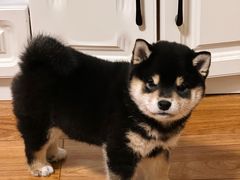 -瑞派康怡24h宠物医院·犬猫医疗中心·微创绝育(瑞景分院)