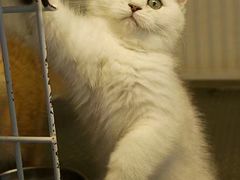 -爱侣宠医·鹦鹉专科·小型哺乳类·异宠专科(灵石路店)