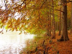 -上海海湾国家森林公园