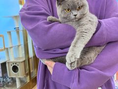 -猫大福·Fortune Cat猫舍(百子湾店)