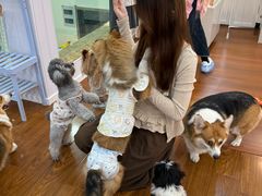 -汪说·狗咖·拼豆·宠物周边DIY(旺城大厦店)