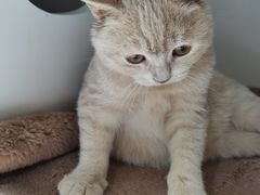 -东方名猫馆·英短金渐层布偶猫舍(环线广场1号楼店)