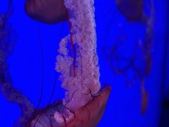 -瑞普利水族馆