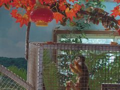 -西霞口神雕山野生动物世界