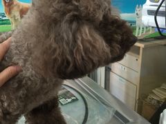 -艾吉宠物医院·疑难杂症转诊中心·猫友好(碧江路院)