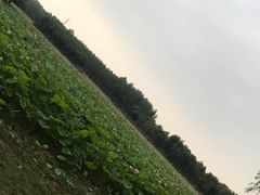 -东郊湿地公园