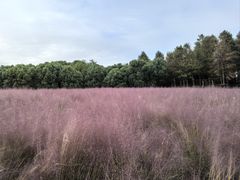 -同里国家湿地公园