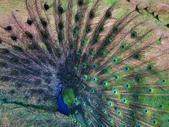 -北京麋鹿生态实验中心