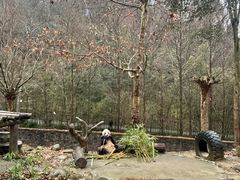 -都江堰中华大熊猫苑