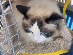 -达爱动物医院·犬猫分区·CT·复杂眼科(远洋山水分院)