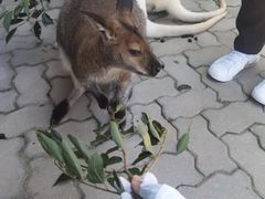 -西霞口神雕山野生动物世界