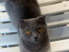 -猫亿天猫咖