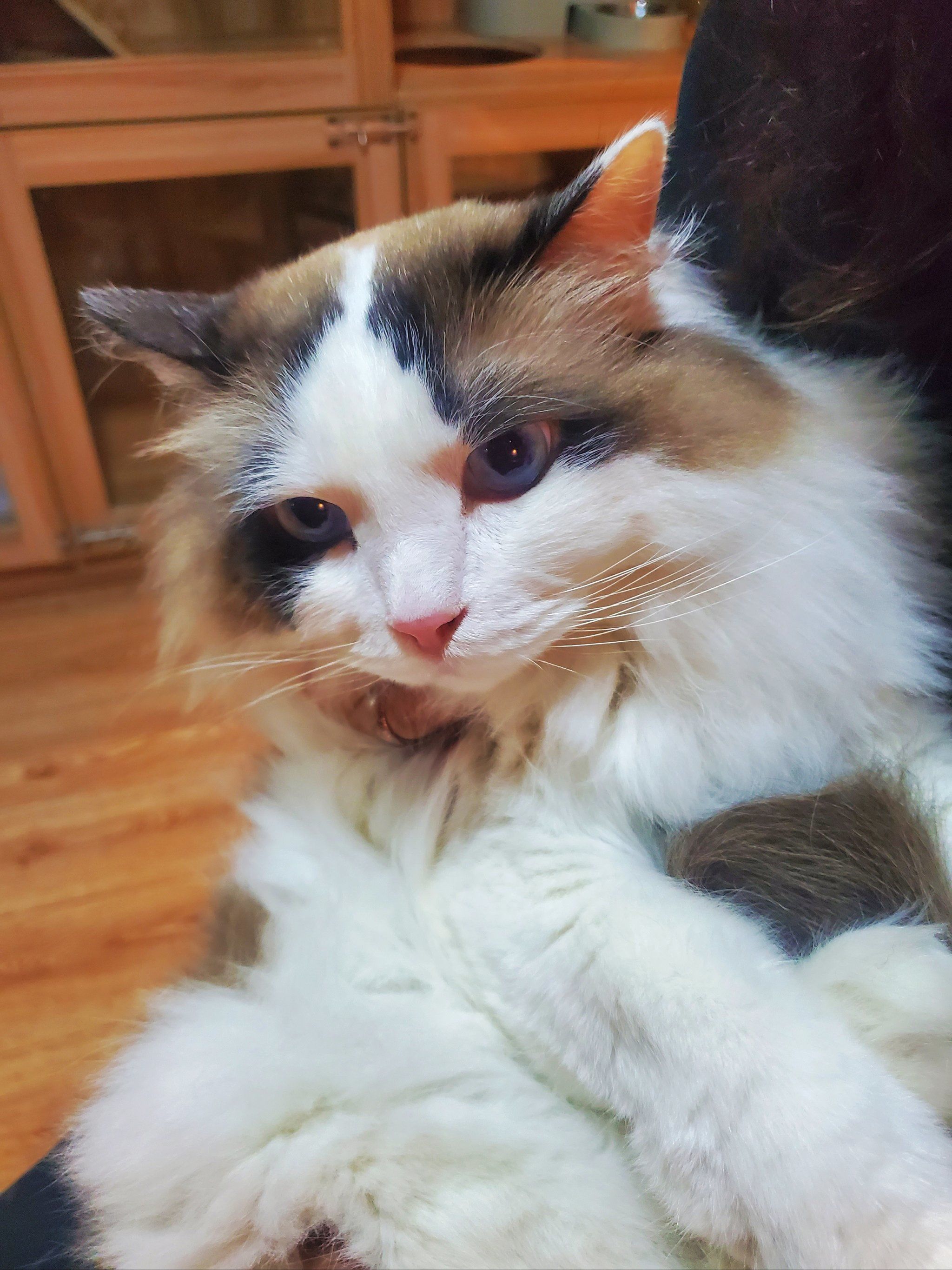 白兔子 | 黑追电机械密室雷雨夜7215