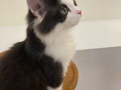 -共舞时光猫咖·狗咖(新街口店)