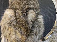 -momokira米努特·德文卷毛猫·棉花面纱犬
