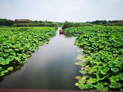 -荷塘月色湿地公园·向阳花洲