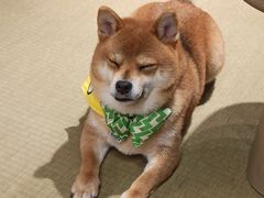 -逗柴咖啡屋·狗咖猫咖宠物桌游