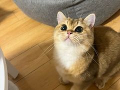 -车接车送·寄养洗护·德文猫舍(大宁店)