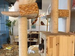 -共舞时光猫咖·狗咖(新街口店)