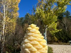 -五营红松林海景区