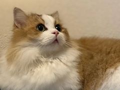 -Bastet sally猫舍购宠(静安店)