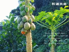 -海口火山口国家地质公园