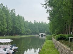 -水杉园