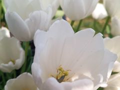 -荷兰花海