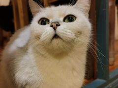 -猫小院猫主题餐厅(南锣旗舰店)