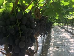 -金谷域澳洲庄园