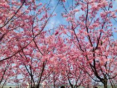 -福建鲤鱼洲酒店