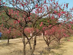 -南国桃园旅游度假区