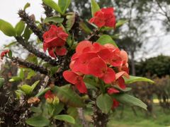 -松山湖梦幻百花洲