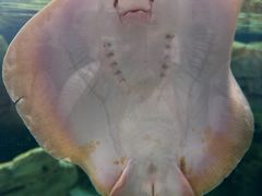 -珠海长隆海洋王国