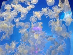 -左海海底世界